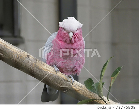 オーストラリアの鳥達 モモイロインコ の写真素材