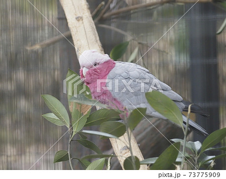 オーストラリアの鳥達 モモイロインコ オーストラリアの鳥達 モモイロインコ 73775909