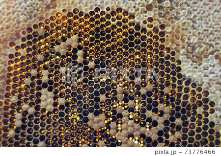 Drop of bee honey drip from hexagonal honeycombs Drop of bee honey drip from hexagonal honeycombs 73776466