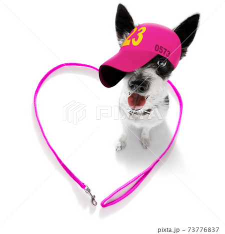 cool baseball cap urban dog 73776837