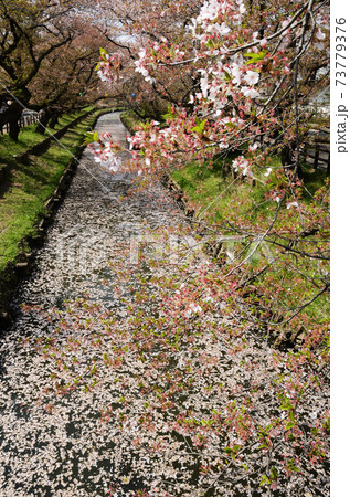 春の終わり花筏 73779376