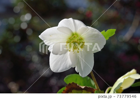 クリスマスローズの花 73779546