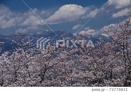 山里の桜 73779832