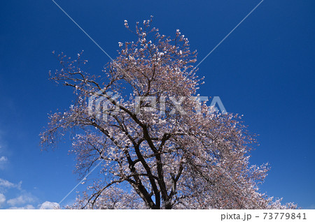 山里の桜 73779841