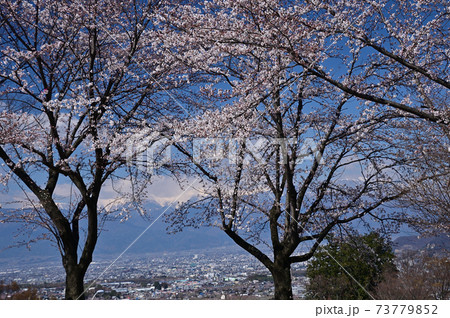山里の桜 山里の桜 73779852