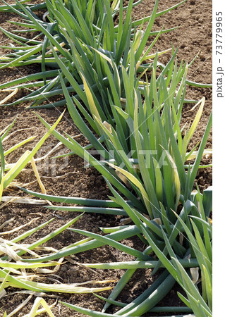 農業、冬のネギ畑 73779965