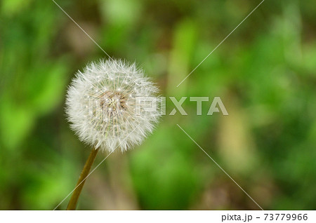 タンポポの綿毛 73779966