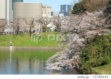「千鳥ヶ淵」春の風景　千代田区 73780044