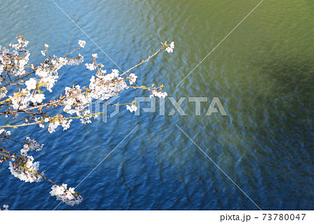 「千鳥ヶ淵」春の風景 千代田区 「千鳥ヶ淵」春の風景 千代田区 73780047