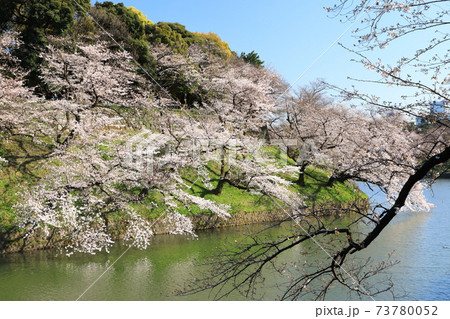 「千鳥ヶ淵」春の風景 千代田区 「千鳥ヶ淵」春の風景 千代田区 73780052