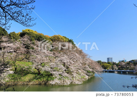 「千鳥ヶ淵」春の風景 千代田区 「千鳥ヶ淵」春の風景 千代田区 73780053