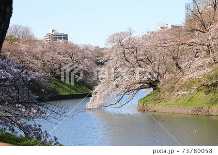 「千鳥ヶ淵」春の風景　千代田区 73780058