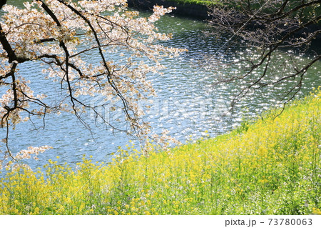 「千鳥ヶ淵」春の風景　千代田区 73780063