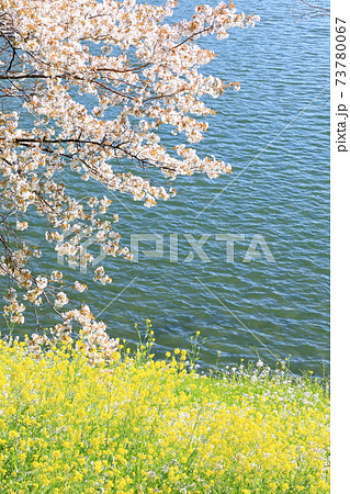 「千鳥ヶ淵」春の風景 千代田区 「千鳥ヶ淵」春の風景 千代田区 73780067