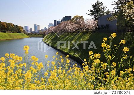 「千鳥ヶ淵」春の風景　千代田区 73780072