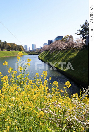 「千鳥ヶ淵」春の風景　千代田区 73780076