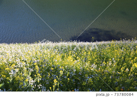 「千鳥ヶ淵」春の風景　千代田区 73780084