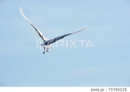 飛び立つタンチョウの後ろ姿 北海道 鶴居 の写真素材