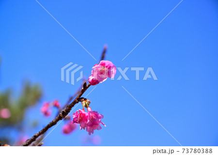 伊豆の土肥桜 伊豆の土肥桜 73780388