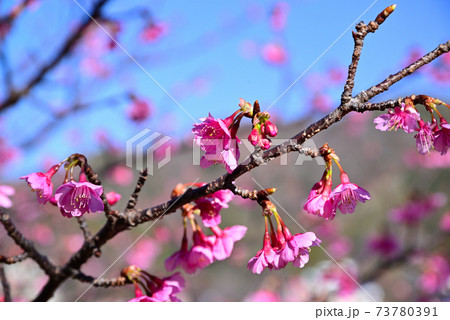 伊豆の土肥桜 73780391