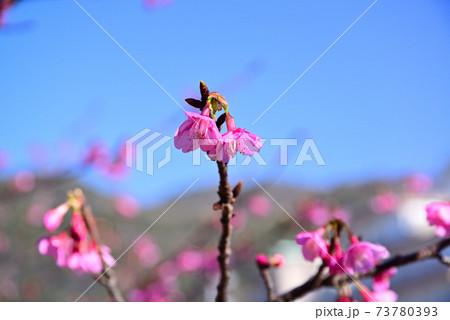 伊豆の土肥桜 73780393