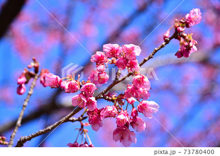 伊豆の土肥桜 伊豆の土肥桜 73780400