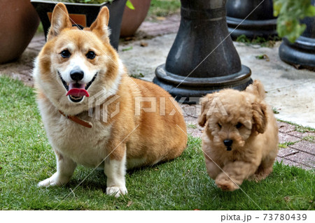 Adult Welsh Corgi and Toy Poodle puppies - Stock Photo