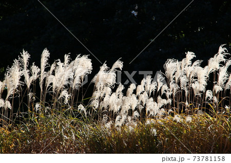 初冬の陽のなかで輝くすすき 73781158