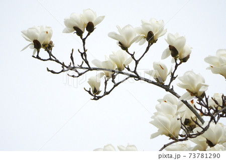 ハクモクレン ハクモクレン 73781290