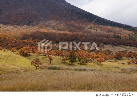 大分県 由布市 由布岳登山口から見た由布岳の裾野の写真素材