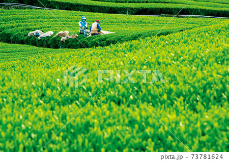 新茶シーズンの茶畑 新茶シーズンの茶畑 73781624