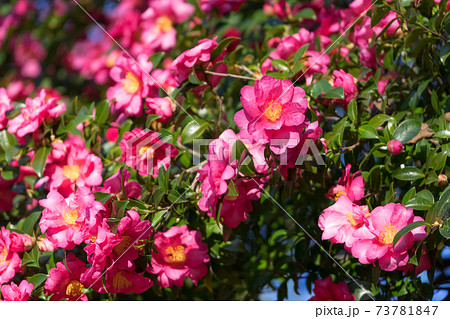 山茶花 サザンカ 山茶花 サザンカ 73781847