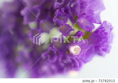 スターチス スターチス 73782013