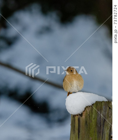 雪の中の小鳥 雪の中の小鳥 73782724