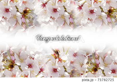 春の満開の桜とコングラチュレーションの文字のイラスト素材