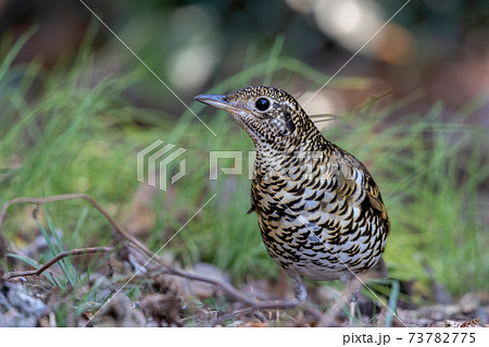 トラツグミ トラツグミ 73782775