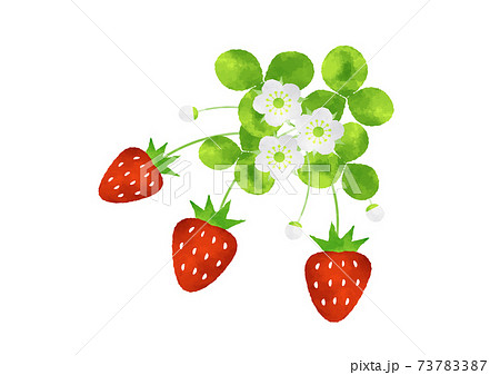 いちご 水彩風の苺のイラスト 苺の実と花のイラスト素材