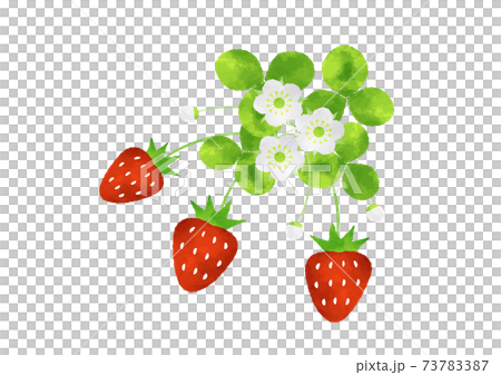 草莓水彩風格草莓插畫草莓水果和花朵 草莓水彩風格草莓插畫草莓水果和花朵 73783387