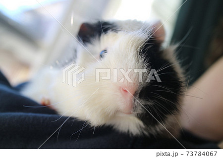 カメラ目線バッチリ モルモット 73784067