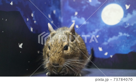 月の光に照らされるデグー 月の光に照らされるデグー 73784070