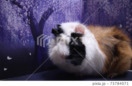 お花見 お花見 73784071