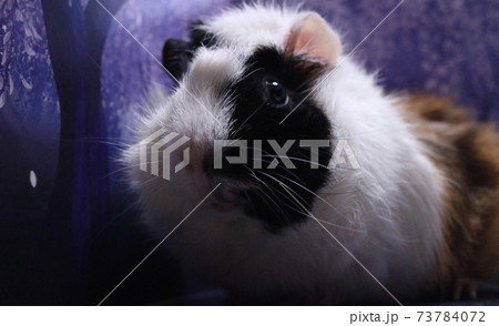 藤の花に纏われて 73784072