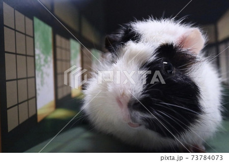 畳の部屋 73784073