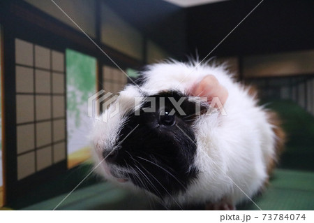 畳の部屋 73784074