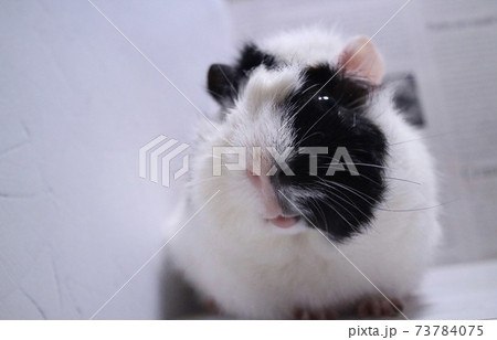 キョトン顔のモルモット 73784075