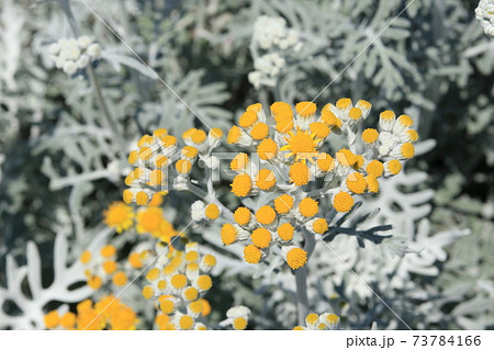 シロタエギクの花 73784166