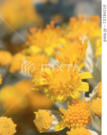 シロタエギクの花 73784210