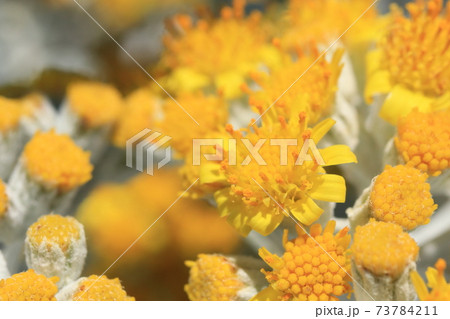 シロタエギクの花 73784211