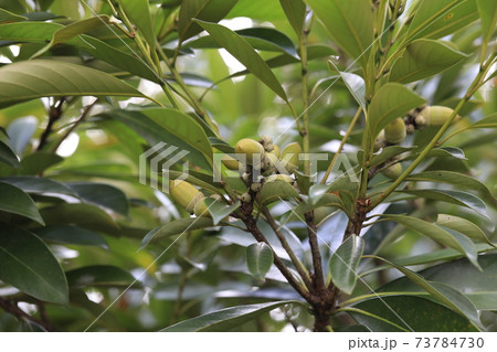 どんぐり どんぐり 73784730