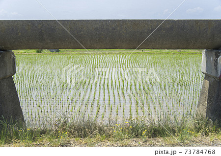 安積疏水と田植えを終えた田んぼ 安積疏水と田植えを終えた田んぼ 73784768